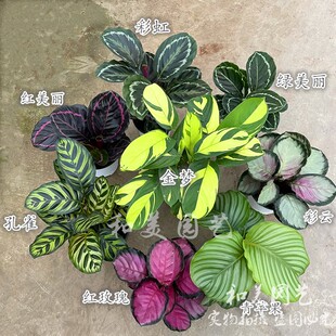 孔雀竹芋 七彩竹芋 双线竹芋 新飞羽 翠叶竹芋 室内半阴绿植 包邮