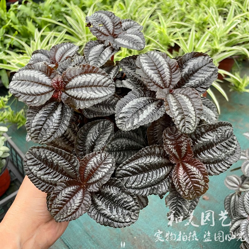 易养绿植小盆栽冷水花