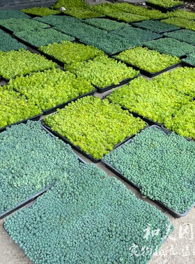 中华景天 薄雪万年草 庭院地被植物 蓝色铺面草 姬岩垂草 包邮