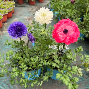 欧洲银莲花盆栽成品带花发 毛茛科多年生银莲花 冬春阳台庭院花卉