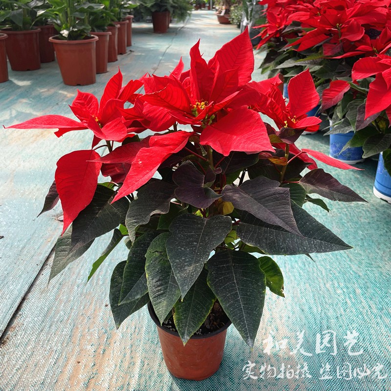 圣诞红草本花卉室内室外秋冬春