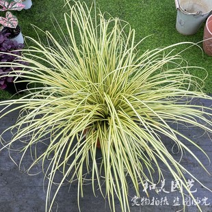 金叶苔草 埃弗里斯特 金叶石菖蒲 金色发丝苔草 凤凰绿苔草观赏草