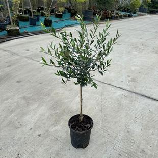 油橄榄树盆栽 常绿蓝灰观叶植物 庭院阳台耐热耐寒常绿灌木