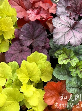 矾根盆栽 耐寒彩叶草 花园调色板  多年生可露天过冬 包邮