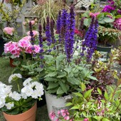 宿根鼠尾草 四月夜林荫鼠尾草天蓝鼠尾草耐热薰衣草多年花镜植物