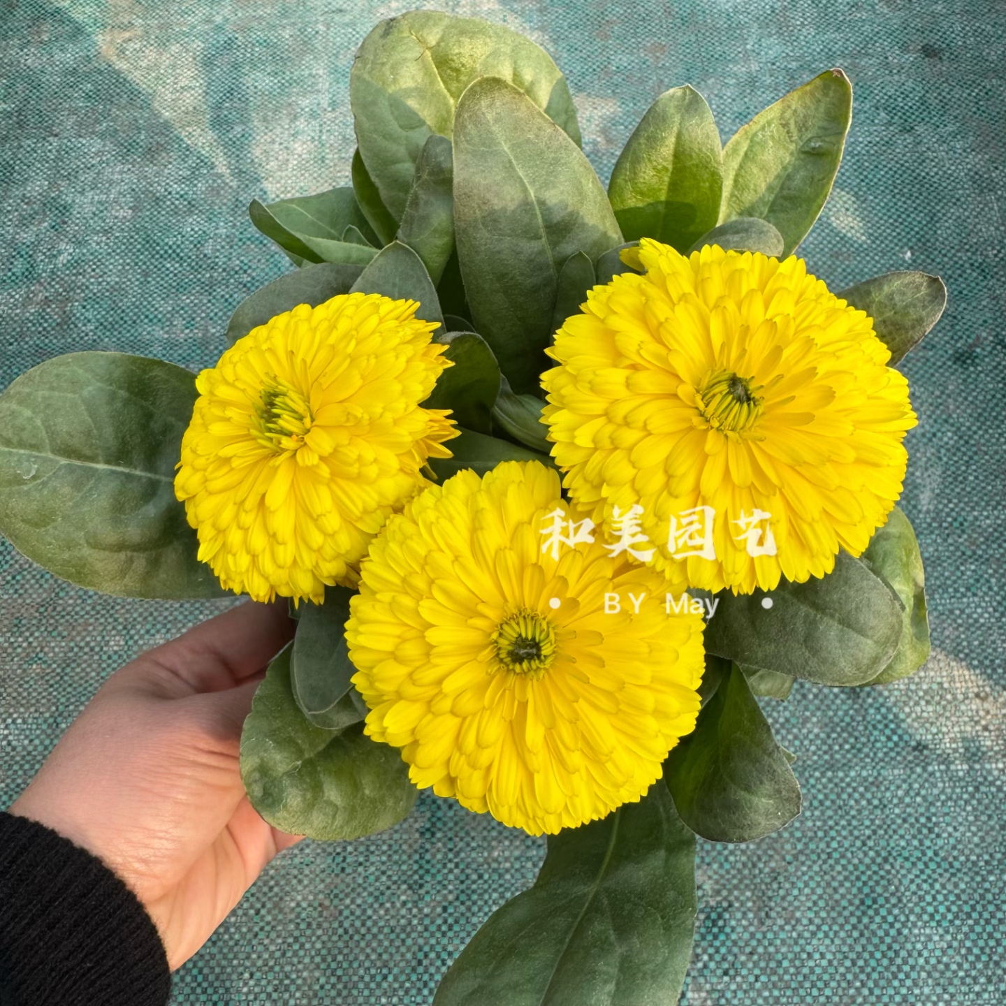 孔雀草盆栽 重瓣万寿菊 金盏菊  孔雀菊庭院阳台盆栽花卉花期较长,鲜花速递/花卉仿真/绿植园艺,时令草本花卉,淘宝优惠券,粉丝福利购,淘宝优惠卷