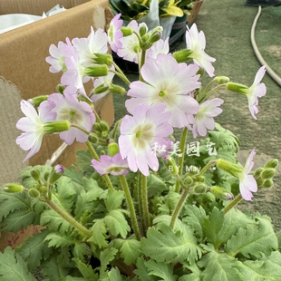 陕西羽叶报春 四季樱花 高杆报春 耐寒冬春丰花盆栽 花期较长