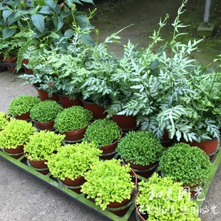 绿地球 桌面小盆栽 金丝雀 绿地珊瑚厥 常绿蕨类植物 铺面植物