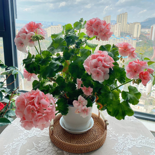 石腊红 垂吊天竺葵盆栽 多年生花卉 天使之眼洋绣球 花期较长