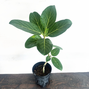 孟加拉榕 黄金榕 大叶植物 耐热耐晒黄金榕树  室内外观叶植物