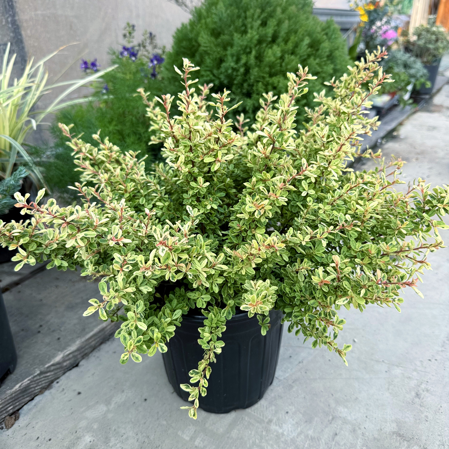 小丑火棘多年生常绿灌木