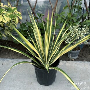 金边凤尾兰盆栽 龙舌兰 金叶丝兰 庭院阳台多年生常绿花镜植物