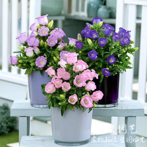 温柔可爱桔梗科酒杯风铃花