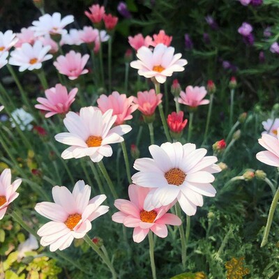 摩洛哥雏菊成品带花苞 杏子果酱 庭院开花机器玛格丽特 花期较长