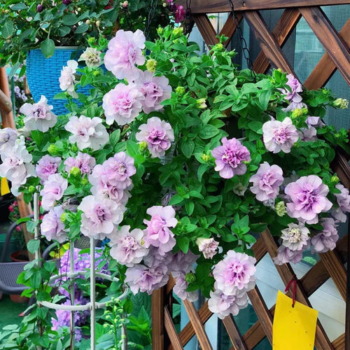 垂吊矮牵牛花期长花量大阳台