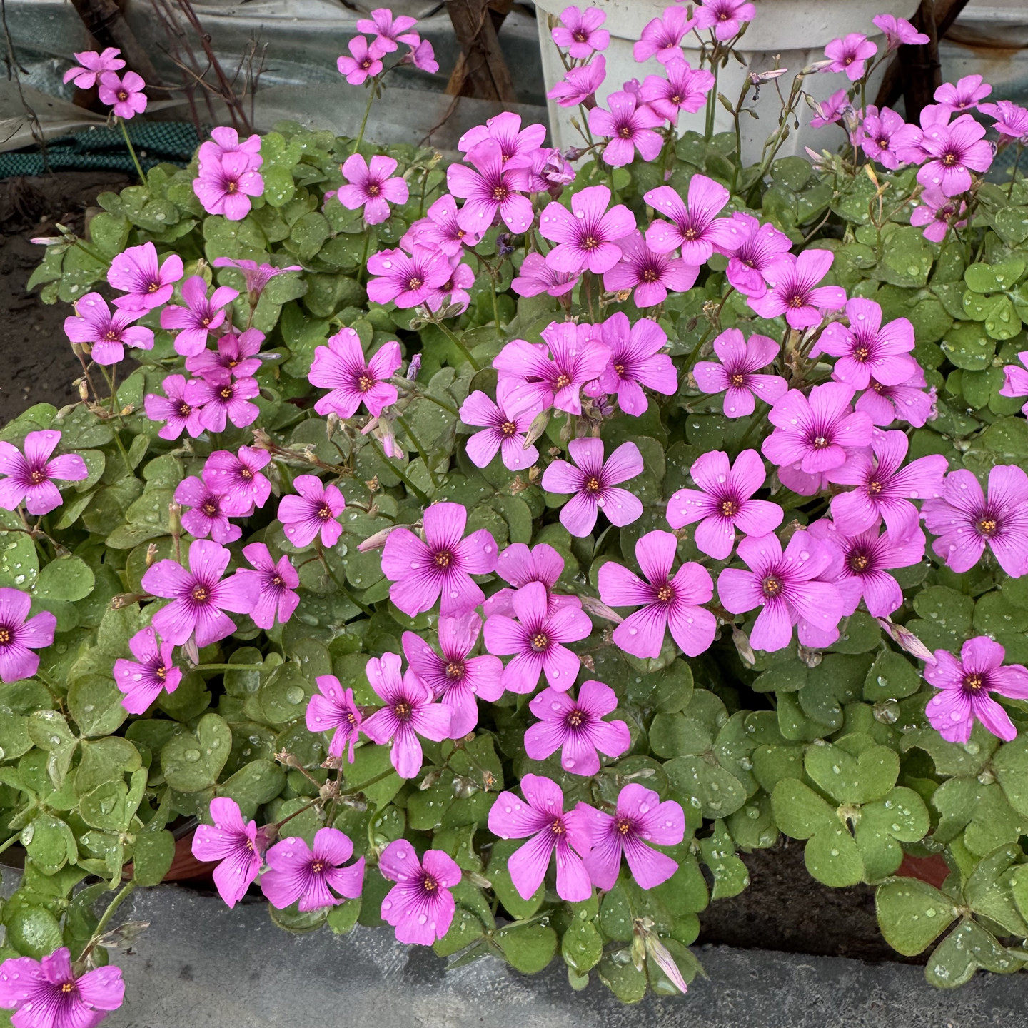 粉花酢浆草盆栽 绿叶幸运草 耐热耐寒多年生矮生地被开花植物