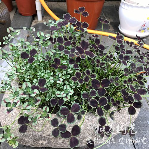 盆栽耐寒庭院阳台小植物包邮