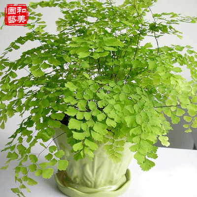 蕨类植物 铁线蕨富贵蕨 圣蕨 耐阴喜水 净化空气 常绿易养