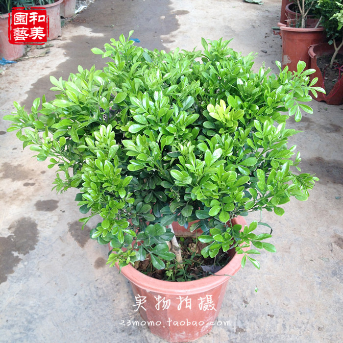 四季常青绿植花卉【四季米兰盆栽】大苗带花  花香浓郁 雅气十足