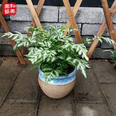 银线蕨室内美观耐阴易养