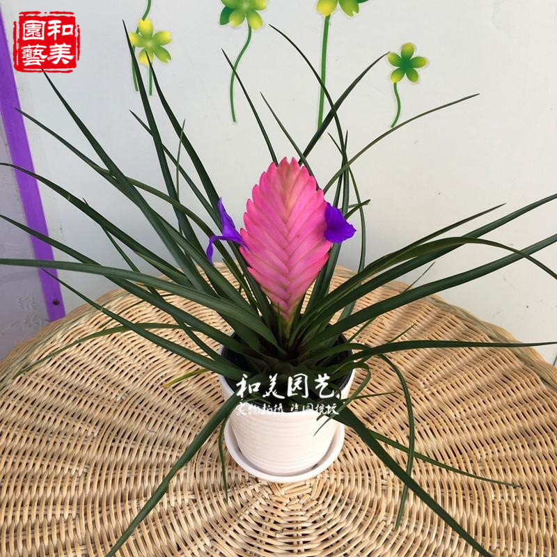 绿植铁兰花稀有品种春晓空气凤梨