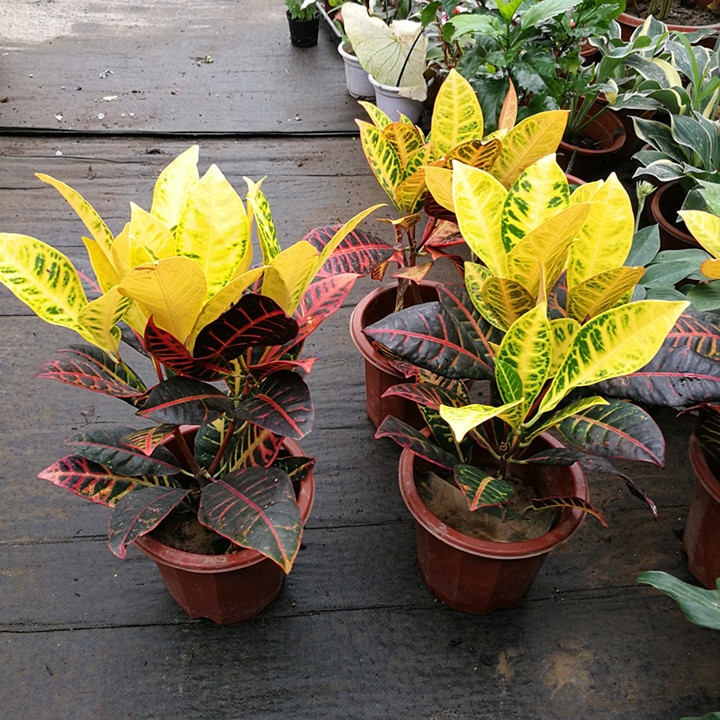 变叶木盆栽 彩色木 洒金榕星点木 金灿灿的叶子 耐热耐晒观叶植物