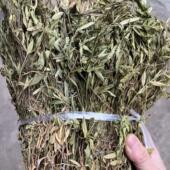 辰砂草 野生小叶瓜子金 勒马回 来马回 惊风草干品500克 金不换