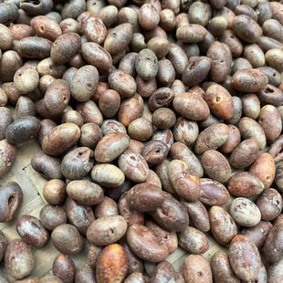 去壳野生葵扇子 葵扇籽 葵树籽 葵树子 蒲扇子蒲葵子500克包邮