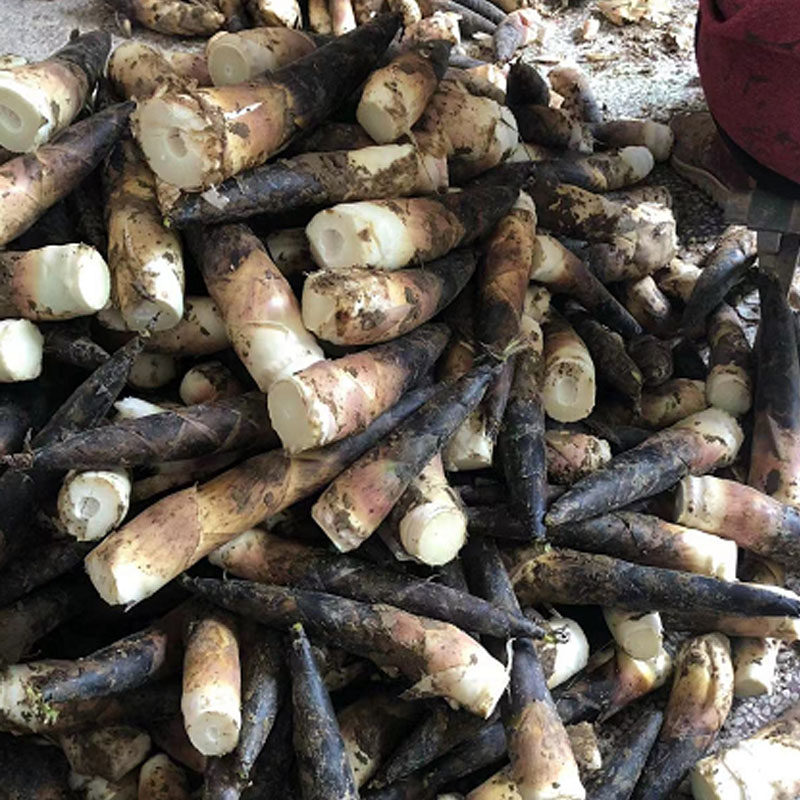 临安天目山雷笋手剥新鲜野生小笋腌笃鲜油焖春笋现挖五斤装包邮