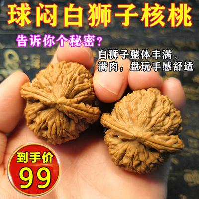 老树焖闷尖白狮子矮桩玩球易红