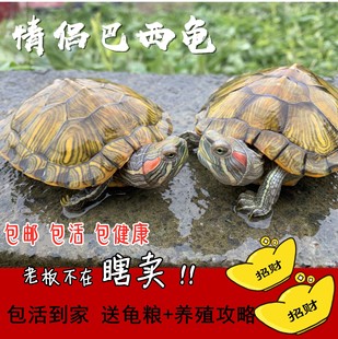 大小彩龟宠物招财黄金龟长寿水龟外塘龟活物 乌龟活体巴西红耳龟