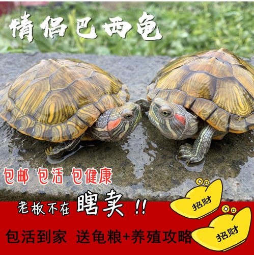 巴西大小招财黄金长寿外塘乌龟