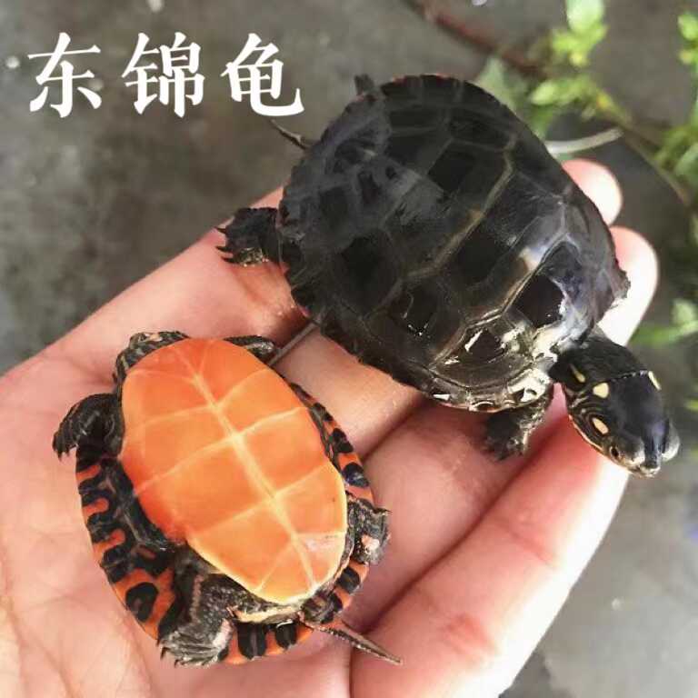 外塘招财宠物观赏龟东锦龟
