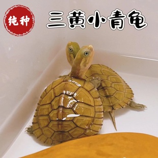 纯种小青龟水龟三黄小青龟石金钱龟观赏龟水龟活体乌龟宠物发财龟