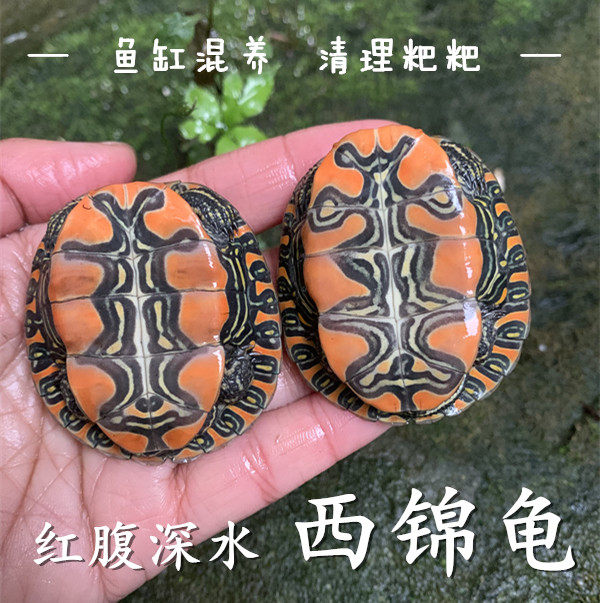 活物西部锦龟西锦龟宠物龟观赏龟活物招财龟深水龟乌龟活体宠物龟