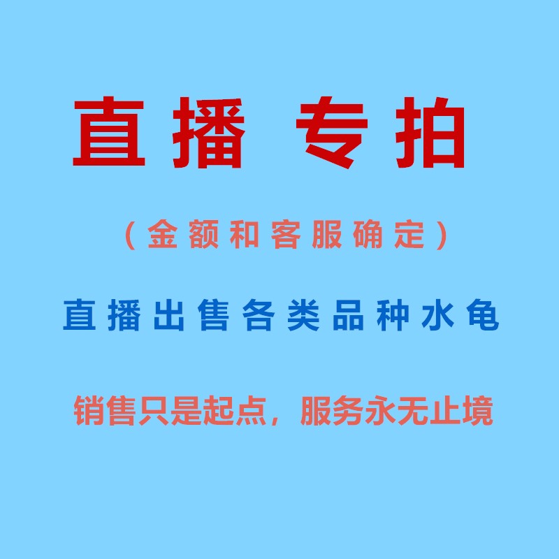 直播选龟麝香龟火焰龟