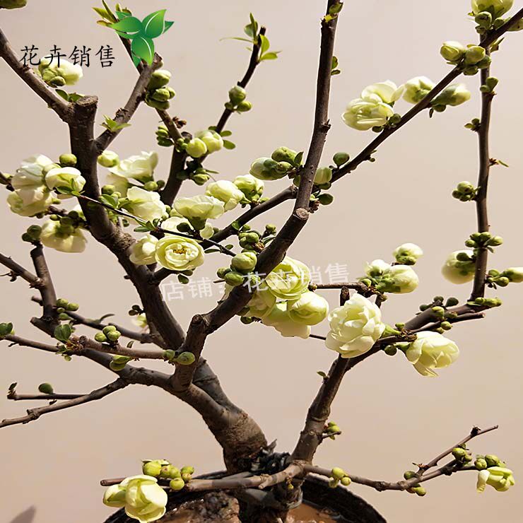长寿绿宝石海棠花盆栽绿海棠盆景树桩耐寒包邮室内花卉绿植包邮