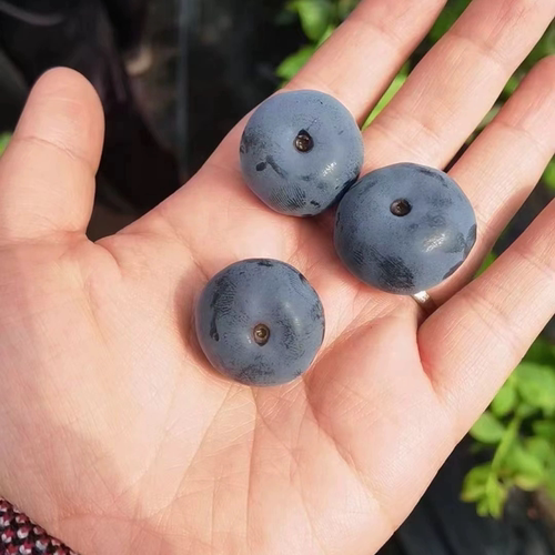 精选1.8+大果果顺丰包邮