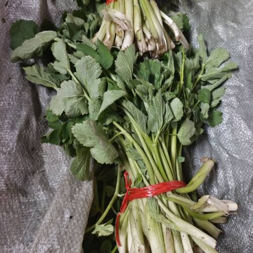 新鲜山野菜老山芹山芹菜大叶芹1500克