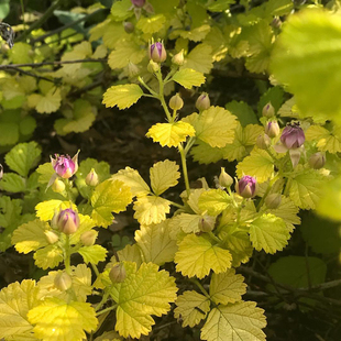 金叶茅莓藤本植物开花结果食用观叶观花多年生灌木花园盆栽地栽