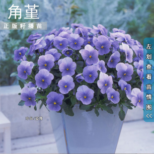 角堇花苗 3棵起拍果汁冰糕耐寒花卉庭院花坛窗台吊篮盆栽花卉秋冬