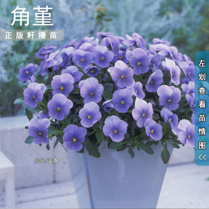 角堇花苗 3棵起拍果汁冰糕耐寒花卉庭院花坛窗台吊篮盆栽花卉秋冬