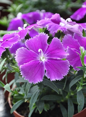 日本泷井 SAKATA进口 石竹繁星花卉种苗 多年生花苗 花坛盆栽庭院