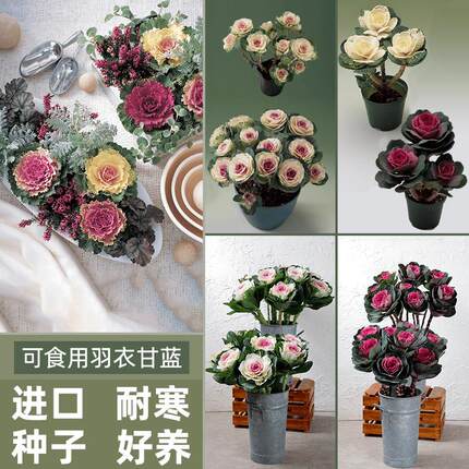 进口多头羽衣甘蓝种子可食用培育老桩耐寒耐热阳台盆栽庭院花境