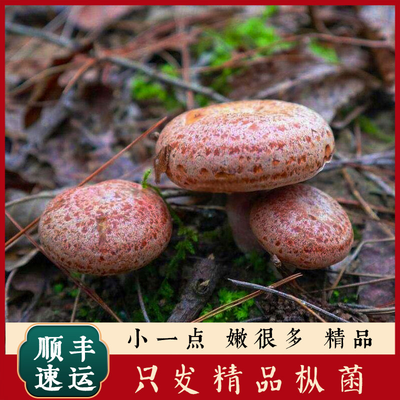 枞树菌新鲜野生菌乌枞菌重阳菌燕来覃寒菌三九菇松树菌松菌松乳菇