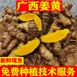 广西新鲜姜黄野生小姜黄咖喱黄姜产后调节月子姜黄粉药用姜土姜黄