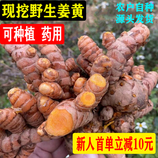 新鲜云南黄姜现挖晒干野生姜黄食用特级黄姜干中药用