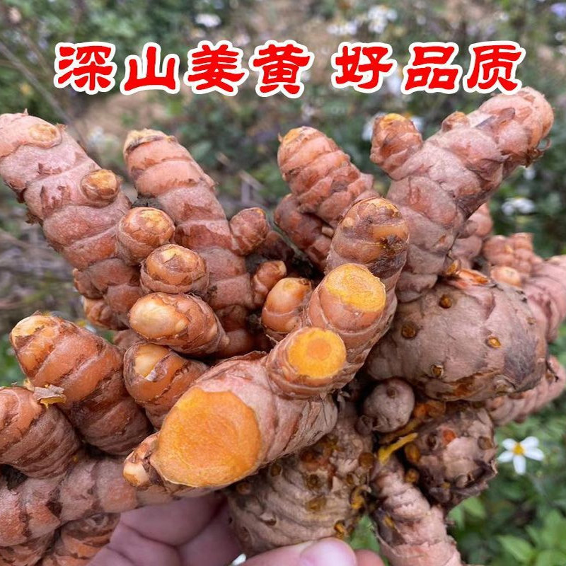 广西野生现挖小姜黄姜带芽药用种籽种姜种子云南种植苗