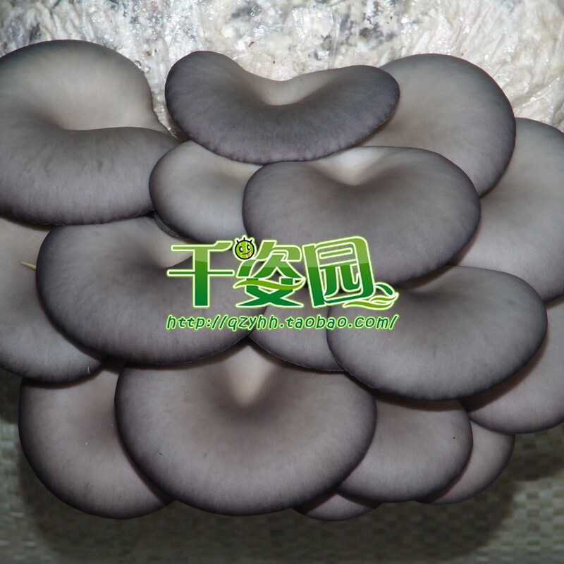 食用菌菌种 二级种 平菇菌种 早秋灰黑平菇优质品种 【黑平2213】