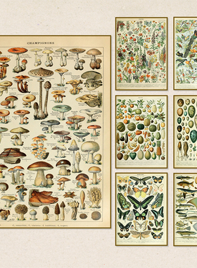 Vintage Palaeobios Botanical Retro Poster Insect Butterfly